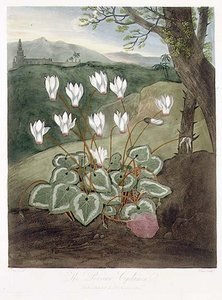 Perski Cyklamen, rytowany przez Elmesa, ze „Świątyni Flory” Roberta Thorntona, wyd. 1804 (kolor lito) autorstwa Abraham (after) Pether