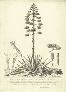 Kwitnący aloes amerykański, 1757 Amerykański aloes Clusius lub agawa Linneusza (...) Po rozkwicie latem roku 1757 Jac: Schuurmans Stkehooven, Florist in Leiden (tytuł na obiekcie) autorstwa Abraham Delfos