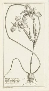 Irys autorstwa Abraham Delfos