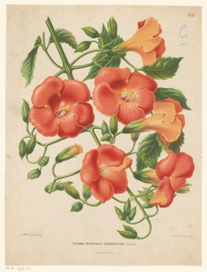 Bignonia Tecoma (bignonia) grandiflora (tytuł na obiekcie) autorstwa Abraham Jacobus Wendel