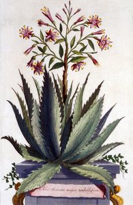 Aloe Serrata major umbellifera, z „Phytographia Curiosa”, opublikowana w 1702 r.