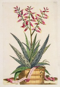 Aloe Vera Costa Spinosa, z 