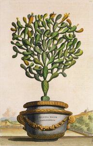 Opuntia Maior Augustifolia, z Phytographia Curiosa, opublikowana w 1702 r.
