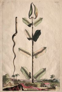 Ciekawa fitografia: Apocynum Virginianum
