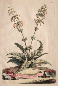 Phytographia Curiosa: większy indyjski horminus autorstwa Abraham Munting