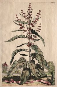 Ciekawa fitografia: Lapathum Longifolium Curlum autorstwa Abraham Munting