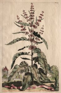 Phytographia Curiosa: Lapathum Longifolium Crispum. autorstwa Abraham Munting