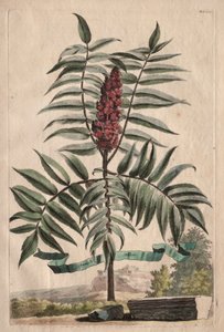 Phytographia Curiosa: Sumach Arbor autorstwa Abraham Munting