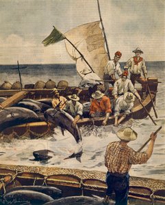Niezwykłe połowy tuńczyka błękitnopłetwego na wyspie Piana na Sardynii przez Achille Beltrame (1871-1945), z La Domenica del Corriere, 30 czerwca 1900 autorstwa Achille Beltrame