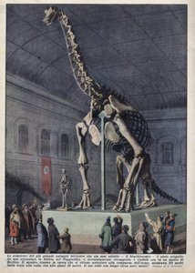 Instalacja w muzeum w Berlinie szkieletu brachiozaura odkrytego przez naukowca w Afryce. Ilustracja Achillesa Beltrame w „La domenica del corriere” z 12.12.1937 r. autorstwa Achille Beltrame