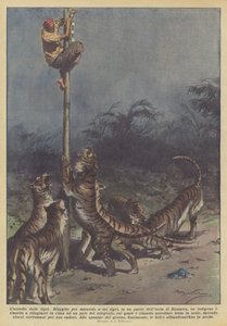 Oblężenie tygrysów