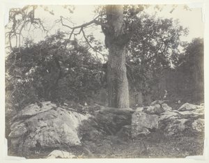 Las i skały, Fontainebleau autorstwa Achille Quinet