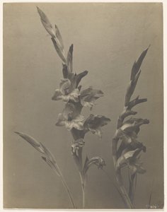 [Gladiolus] autorstwa Achille Quinet