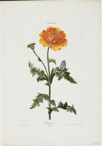 Papauer I. 106. Morfeusz, z Hortus Nitidissimis, 1773 (rycina ręcznie kolorowana) autorstwa Adam Louis Wirsing