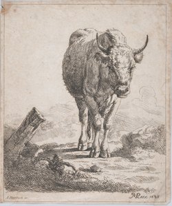 Krowa widziana z przodu, 1805 r.