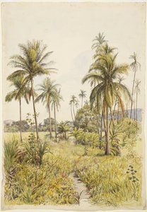 Palmy, Colima (akwarela)