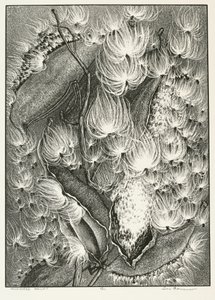 Balet Milkweed autorstwa Adolf Ernst Meissner