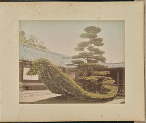Sosna, Kinkakuji autorstwa Adolfo Farsari