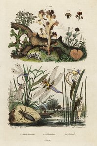 Ścigacz, skimmer i porosty.,1834-1839 (grafika) autorstwa Adolph (after) Fries