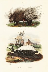 Jeżozwierz czubaty i kauri tygrysie.
