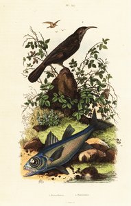 Siwo koronowany bełkot i czarna kardynał. autorstwa Adolph (after) Fries