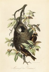 Sikora Penduline, Remiz pendulinus i gniazdo worka autorstwa Adolph (after) Fries