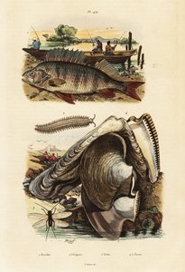 Okoń, perłowy ostryg, aksamitny robak i siniak.,1834-1839 (grafika)