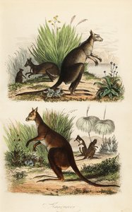 Kangur rudy, Macropus rufus (na dole), kangur szary wschodni, Macropus giganteus (na górze po prawej) i wallaby ciemna, Thylogale brunii (na górze po lewej)