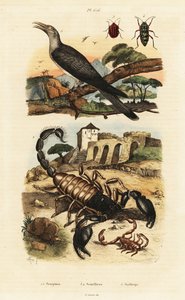 Scorpions and cuckoo.   1411731   pl       polish Successfully Translated  Original: Wayang (shadow puppets) Translat: Wayang (shadow puppets) 1408723 pl polish Successfully Translated Original: ""les sept arts liberaux"" (Arithmetique, geometrie, musique, autorstwa Adolph (after) Fries