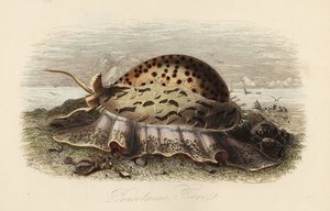 Kawiarka tygrysia , Cypraea tigris