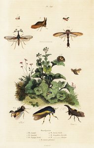 Treehoppers.,1834-1839 (grawerowanie) autorstwa Adolph (after) Fries