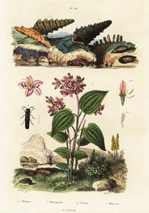 Ślimaki trąbkowe, żuki żołnierskie i Clidemia.,1834-1839 (rycina) autorstwa Adolph (after) Fries