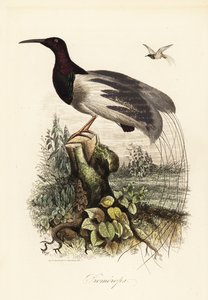 Dwunastoprzewodowy ptak rajski , Seleucidis melanoleucus