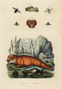 Mors i muchy. ,1834-1839 (grawerowanie) autorstwa Adolph (after) Fries