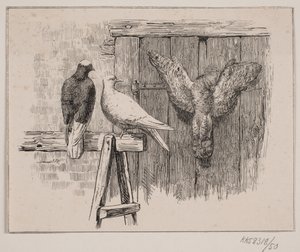 Gołębie autorstwa Johan Adolph Kittendorff