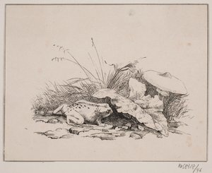 ropucha autorstwa Johan Adolph Kittendorff