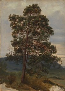 Studium sosny autorstwa Adolph Tidemand