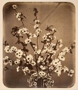 Kwiatowa martwa natura autorstwa Adolphe Braun