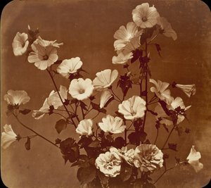 [Studium kwiatu, Róża Szaron], ok. 201 1854.