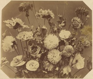 [Kwiaty] autorstwa Adolphe Braun