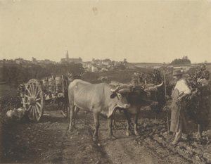 [Mężczyzna z wołami] autorstwa Adolphe Braun