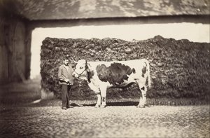 [Nagroda Bull] autorstwa Adolphe Braun