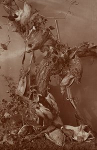 [Still Life: Dead Game] autorstwa Adolphe Braun