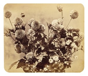 Bez tytułu, ok. 1860 (odbitka albuminowa)