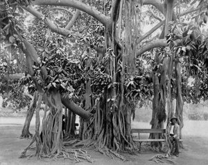 Drzewo Banyan, Kingston Park, Jamajka, c1905.