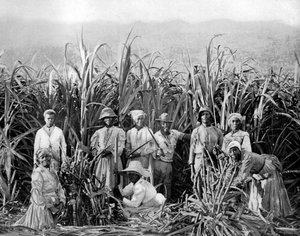 Krajalnice do trzciny cukrowej, Jamajka, ok. 1905 r.