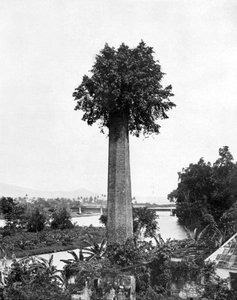 Drzewo wyrastające ze starego komina cukrowni, Jamajka, ok. 1905 r.