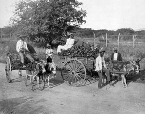 Wózki do drewna, Jamajka, ok. 1905. autorstwa Adolphe Duperly and Son