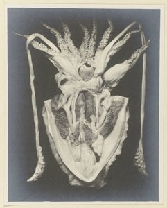 Anatomia kałamarnicy Anatomia de la Seiche (tytuł na obiekcie) autorstwa Adolphe Louis Donnadieu