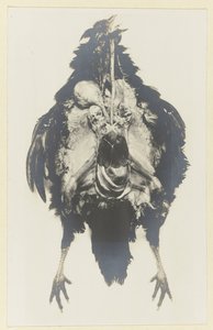 Anatomia kurczaka Anatomia poule autorstwa Adolphe Louis Donnadieu